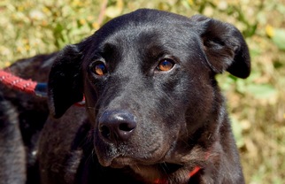 Labrador Retriever-Unknown Mix Dogs for adoption in Payson, AZ, USA