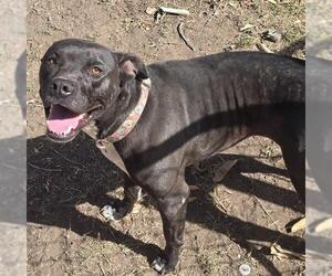 American Staffordshire Terrier Dogs for adoption in San Antonio, TX, USA