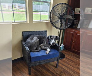 Great Dane-Unknown Mix Dogs for adoption in The Woodlands, TX, USA
