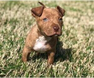 Staffordshire Bull Terrier Dogs for adoption in Claremore, OK, USA