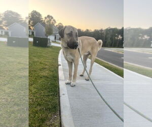 Anatolian Shepherd Dogs for adoption in Higley, AZ, USA