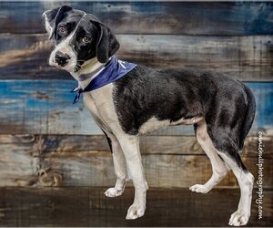 Border Collie-Pointer Mix Dogs for adoption in Mooresville, NC, USA