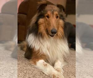 Collie Dogs for adoption in Claremore, OK, USA