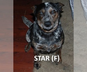 Mutt Dogs for adoption in Aurora, IN, USA