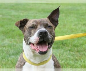 American Staffordshire Terrier-Unknown Mix Dogs for adoption in Godfrey, IL, USA