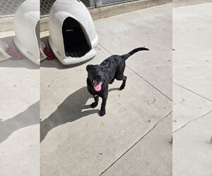 Labrador Retriever-Unknown Mix Dogs for adoption in Maquoketa, IA, USA