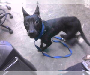 Feist Terrier-Labrador Retriever Mix Dogs for adoption in Tallahassee, FL, USA