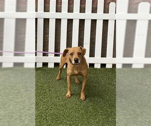 Rhodesian Ridgeback-Unknown Mix Dogs for adoption in Modesto, CA, USA
