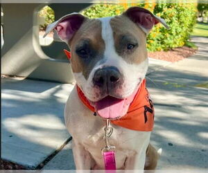 American Pit Bull Terrier-Unknown Mix Dogs for adoption in Las Vegas, NV, USA