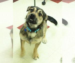 Mutt Dogs for adoption in Waynesboro, PA, USA