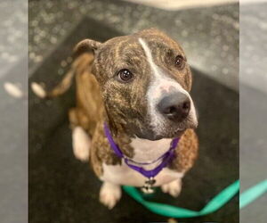 American Pit Bull Terrier Dogs for adoption in Boston, MA, USA