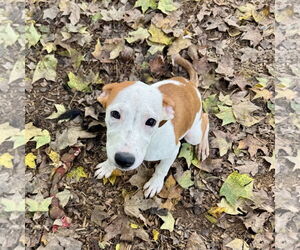 American Pit Bull Terrier-Unknown Mix Dogs for adoption in Sparta, TN, USA