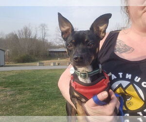 Chihuahua-Unknown Mix Dogs for adoption in Candler, NC, USA