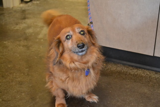 Dachshund Dogs for adoption in Rockwall, TX, USA