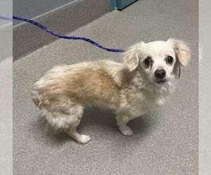 Chihuahua-Unknown Mix Dogs for adoption in Las Vegas, NV, USA