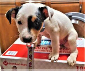 Jack Russell Terrier Dogs for adoption in Livonia, MI, USA