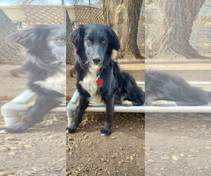 Border-Aussie Dogs for adoption in Denver , CO, USA