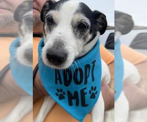Jack Russell Terrier Dogs for adoption in Forest, VA, USA