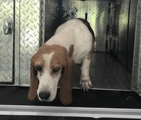 Medium Photo #1 Basset Hound Puppy For Sale in Charleston, SC, USA