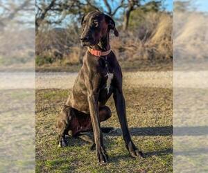 Great Dane Dogs for adoption in Austin, TX, USA