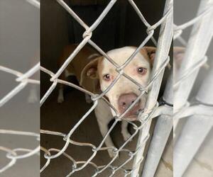 American Pit Bull Terrier Dogs for adoption in San Bernardino, CA, USA