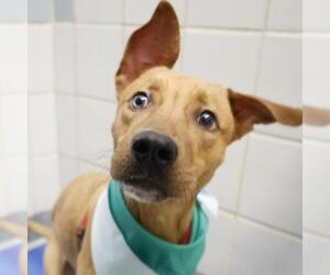 Labrador Retriever-Unknown Mix Dogs for adoption in San Antonio, TX, USA
