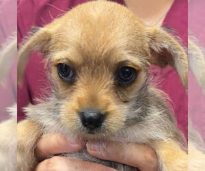 Mutt Dogs for adoption in Chico, CA, USA