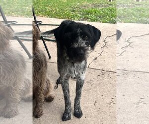 German Wirehaired Pointer Dogs for adoption in Sandy, UT, USA