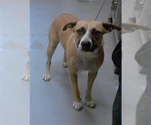 Labrador Retriever-Unknown Mix Dogs for adoption in Fayetteville, NC, USA