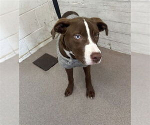 Siberian Husky-Unknown Mix Dogs for adoption in San Bernardino, CA, USA