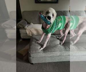 Great Pyrenees Dogs for adoption in Lewistown, PA, USA