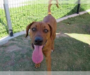 Vizsla Dogs for adoption in Orange, CA, USA