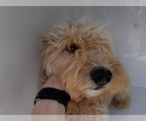 Labradoodle Dogs for adoption in Houston, TX, USA