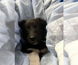 Collie-Unknown Mix Dogs for adoption in Calgary, Alberta, Canada