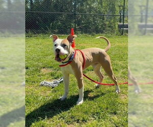 American Pit Bull Terrier Dogs for adoption in Derwood, MD, USA