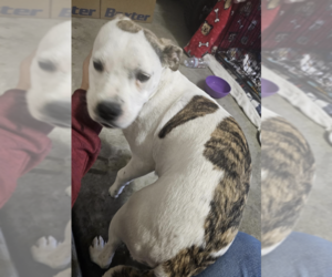 American Pit Bull Terrier Dogs for adoption in Dana Point, CA, USA