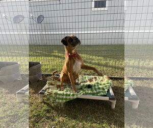 Boxer Dogs for adoption in Katy, TX, USA