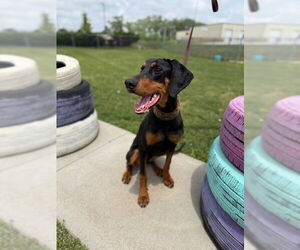 Doberman Pinscher Dogs for adoption in Omaha, NE, USA