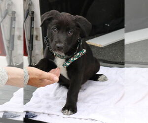Labrador Retriever-Unknown Mix Dogs for adoption in Bandera, TX, USA