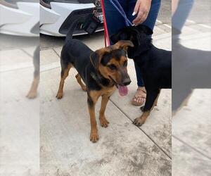 German Shepherd Dog-Unknown Mix Dogs for adoption in Stockton, CA, USA