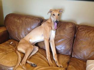 Greyhound Dogs for adoption in Northville, MI, USA