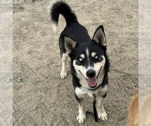 Siberian Husky Dogs for adoption in Riverside, CA, USA
