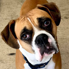 Medium Photo #1 Boxer Puppy For Sale in Fairfax, VA, USA