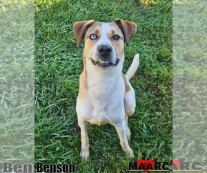 Labrador Retriever-Unknown Mix Dogs for adoption in Maryville, TN, USA