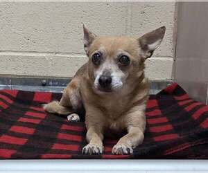 Chihuahua-Unknown Mix Dogs for adoption in Martinez, CA, USA