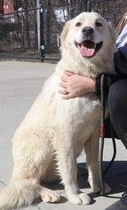 Golden Retriever Dogs for adoption in Westminster, MD, USA