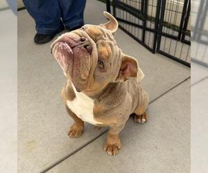 Bulldog Dogs for adoption in Camarillo, CA, USA