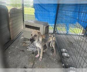 American Pit Bull Terrier Dogs for adoption in Houston, TX, USA