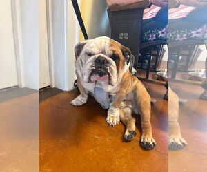 Bulldog Dogs for adoption in New Orleans, LA, USA