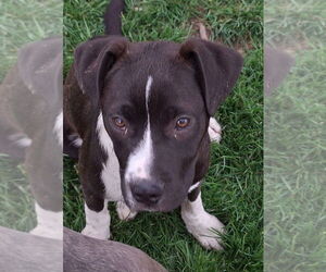 American Pit Bull Terrier-Australian Shepherd Mix Dogs for adoption in Germantown, OH, USA